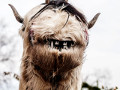 Uno "Schnappviech", maschera tradizionale della Sfilata dell'Egetmann, il carnevale di Termeno/Tramin (BZ) - Foto  Antie Braito