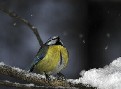 fauna d'inverno in Val dei Mcheni