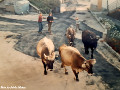 Ragazzini e mucche a Luserna/Lusrn