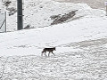 Avvistamenti di lupi sull'Alpe Cimbra e sull'Altopiano di Asiago