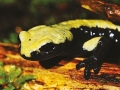 salamandra aurora 