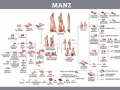tabella indicativa delle parti del manzo e loro idiomi in ladino