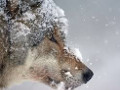 Il lupo  tornato ad abitare i boschi del Trentino