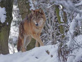 Esemplare di lupo nella neve