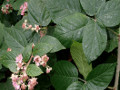 La Rubus vallis-cembrae