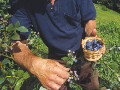 La coltivazione dei piccoli frutti in Valle dei Mcheni