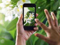 Una nuova app per riconoscere piante e fiori