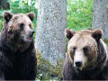 L'orso al centro della storiella narrata da Andrea Nicolussi Golo