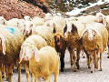 "Suoni vaganti in Trentino" filmato naturalistico di Alberto Pattini