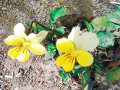 Viole del pensiero